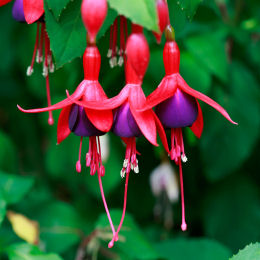 Fuchsia 'Tom Thumb' / Fuchsia 'Tom Thumb'